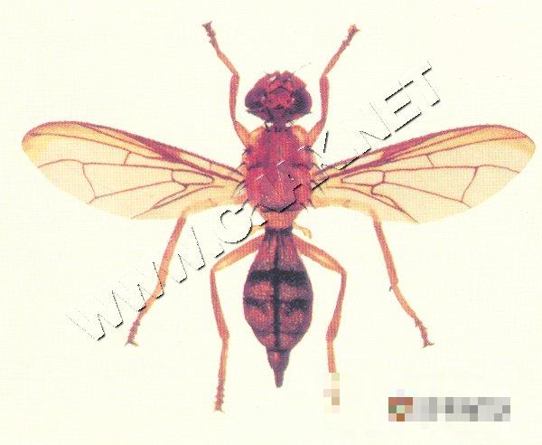 柑橘小实蝇