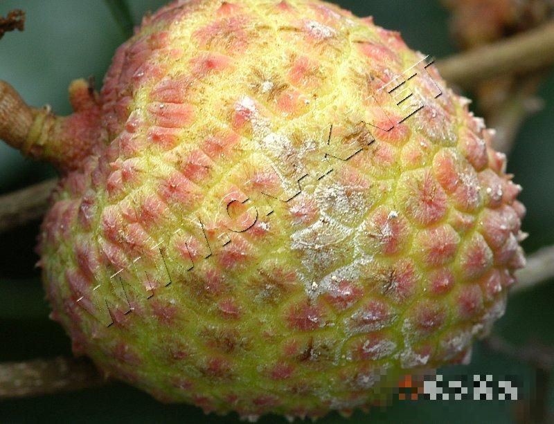荔枝霜疫霉病