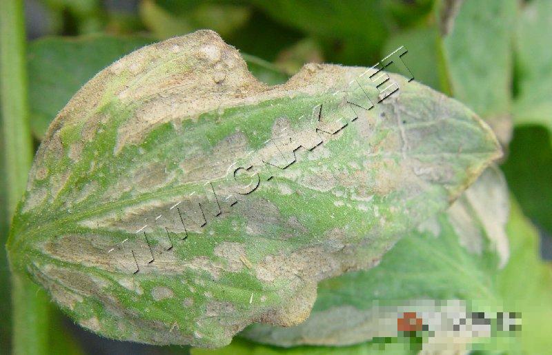 番茄低温障碍和冻害