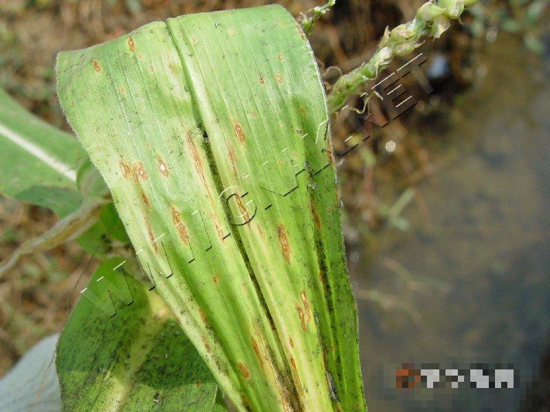 玉米链格孢菌叶枯病