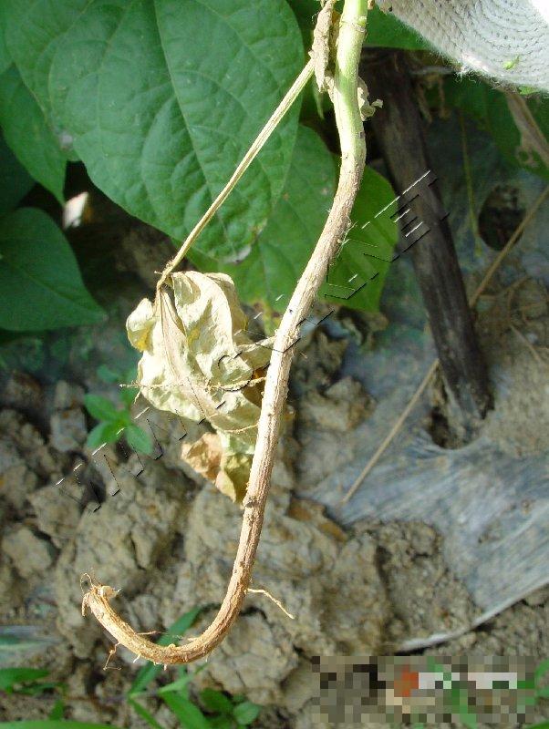 菜豆根腐病