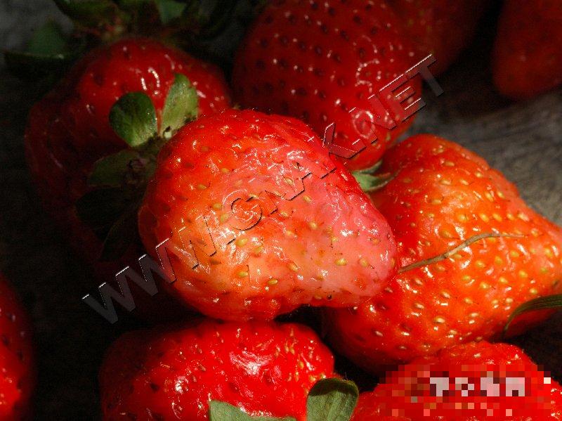草莓(终极腐霉)烂果病