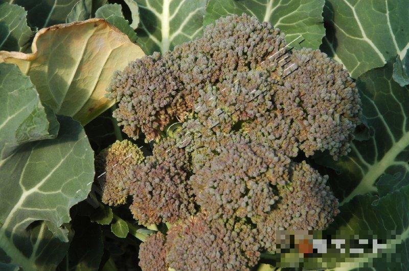 青花菜霜霉病