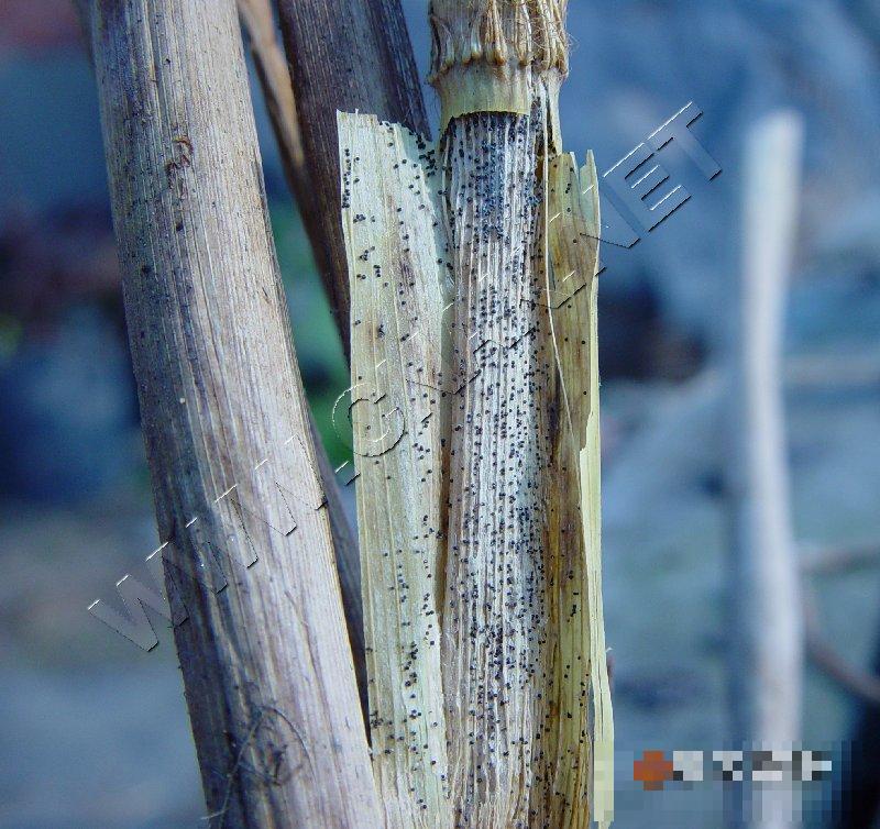 水稻菌核秆腐病