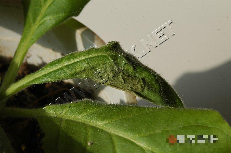 烟草青枯病