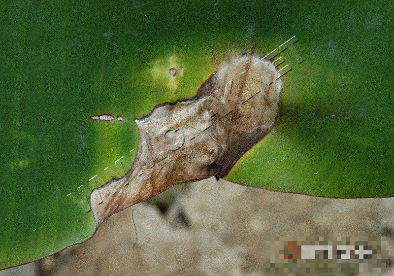 香蕉灰纹病