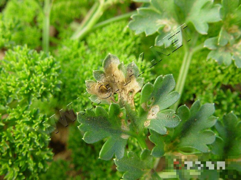 香芹叶斑病