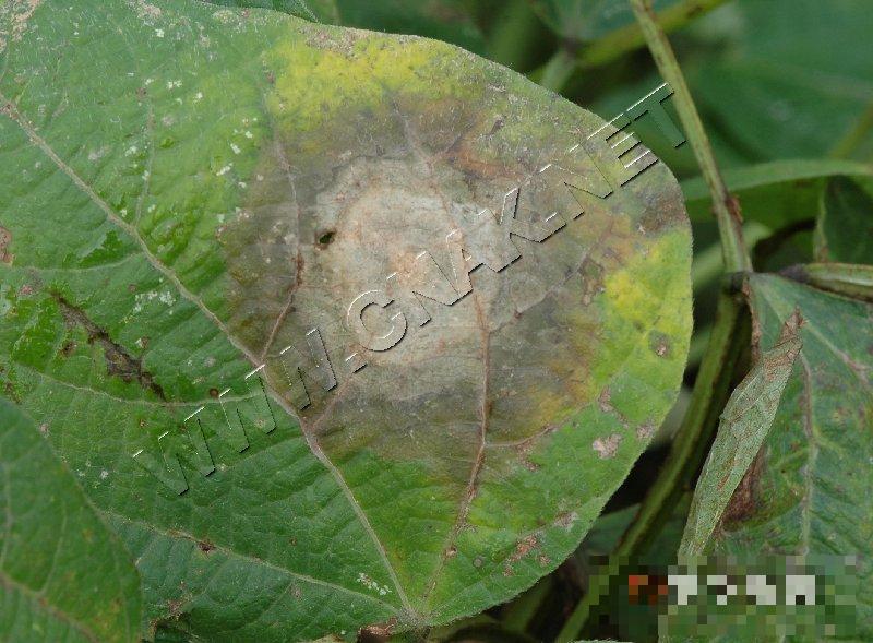 菜豆细菌性疫病