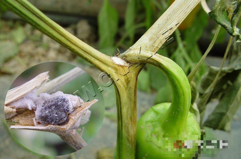 辣椒菌核病