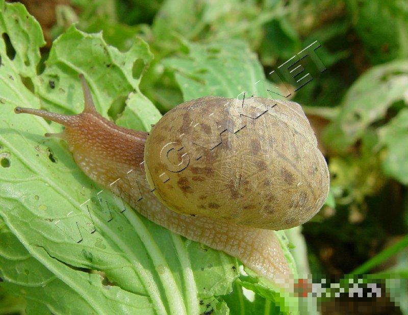 灰巴蜗牛