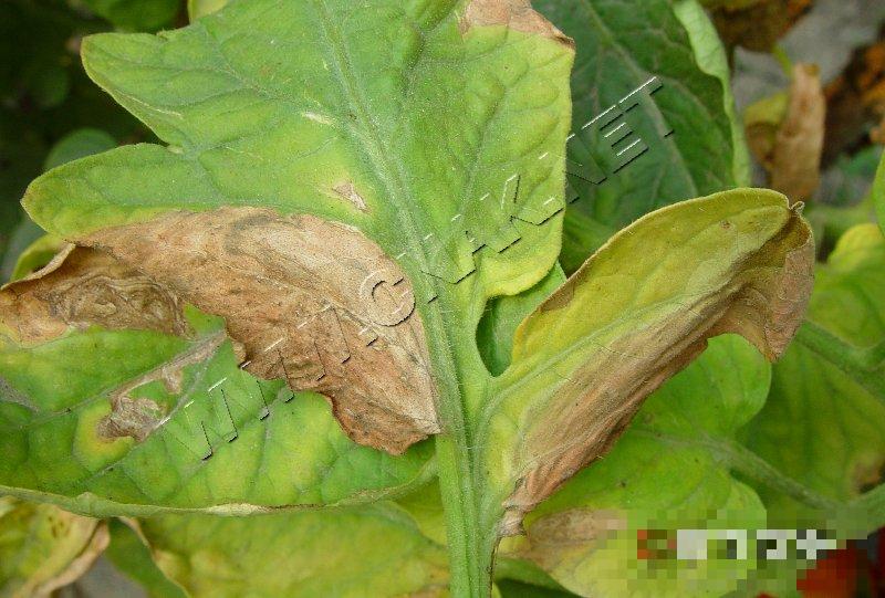 番茄灰斑病