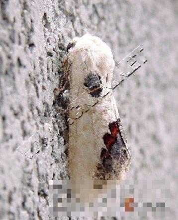苹掌舟蛾