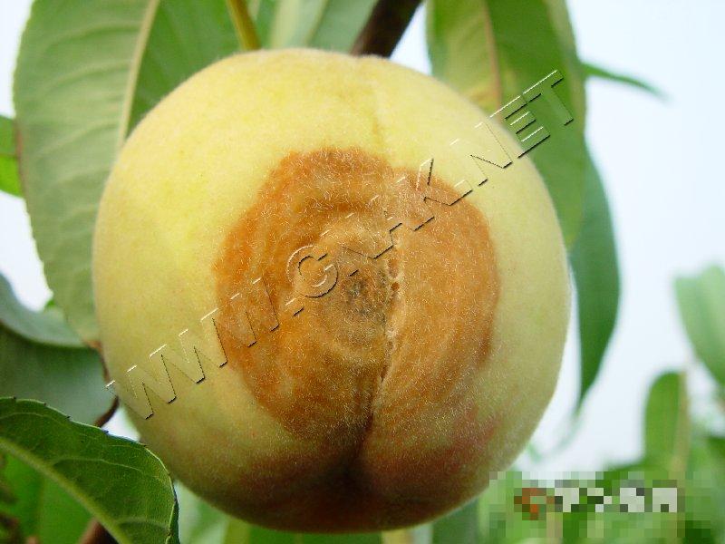 桃褐腐病