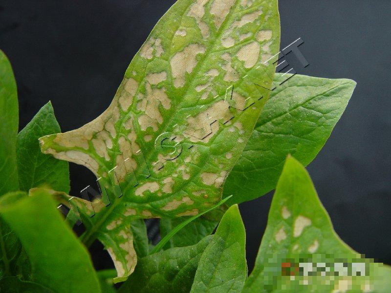 菠菜霜霉病