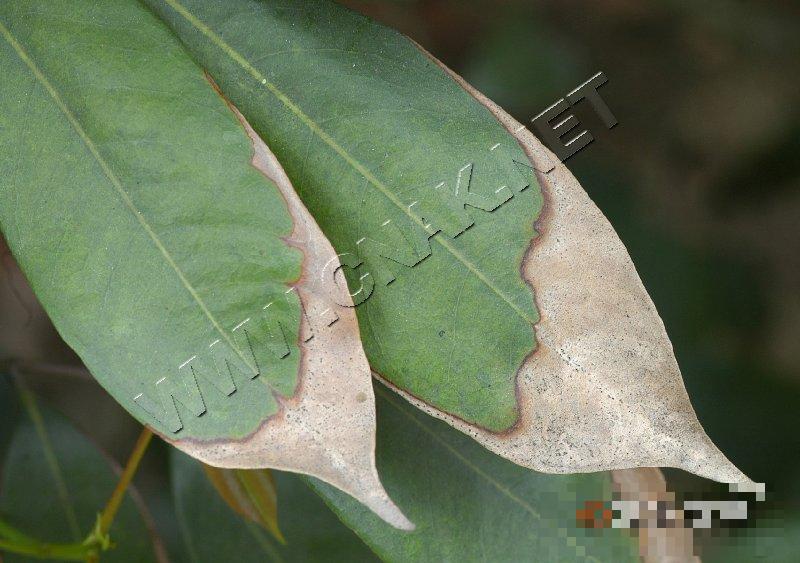 荔枝炭疽病
