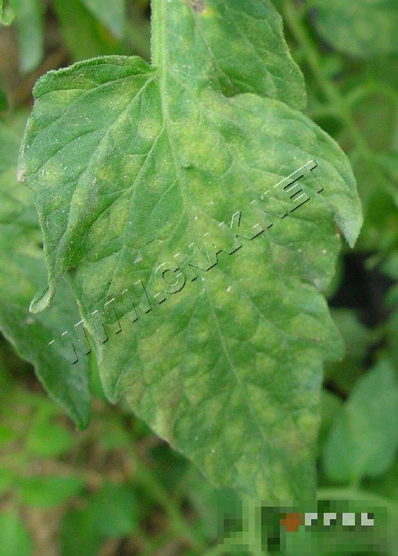 番茄叶霉病