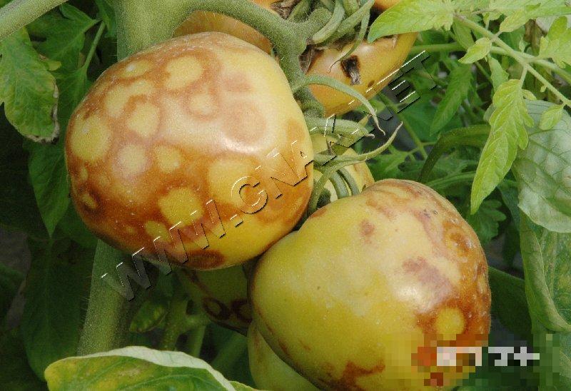 番茄斑萎病毒病