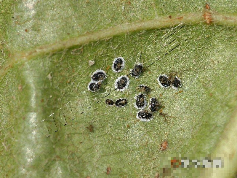 黑刺粉虱