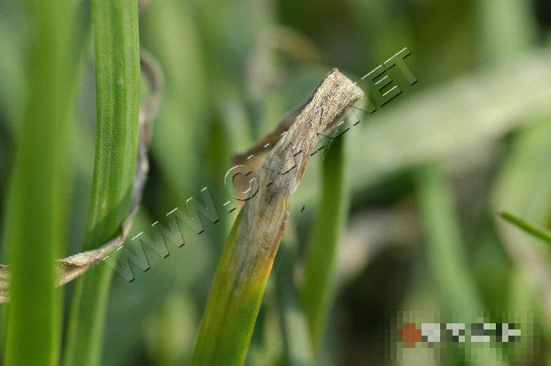 韭菜灰霉病