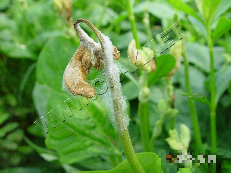 豇豆菌核病