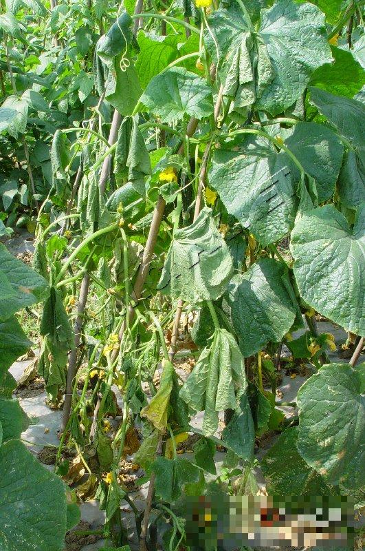 黄瓜细菌性枯萎病