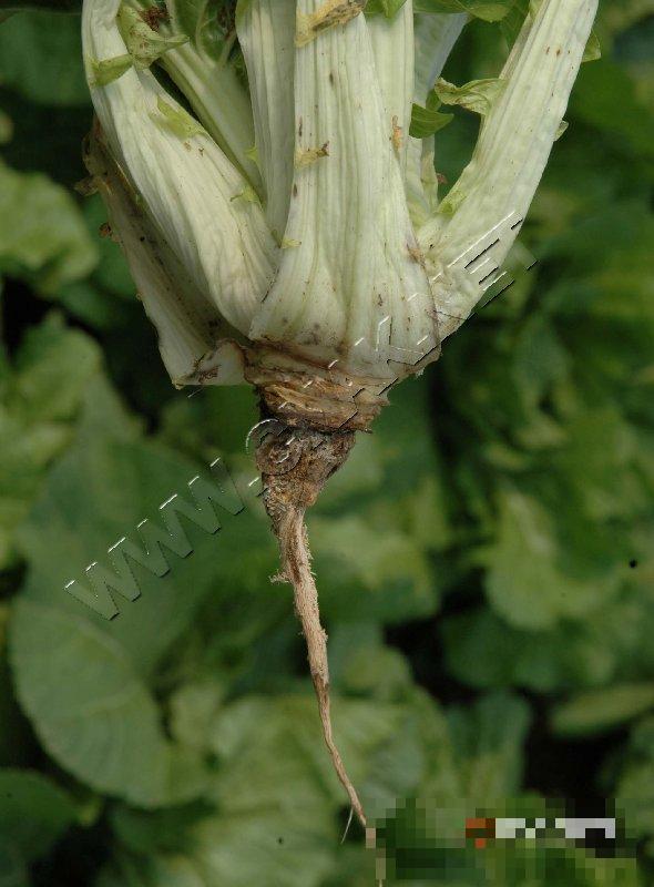 大白菜黑胫病