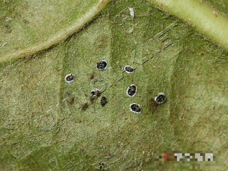 黑刺粉虱