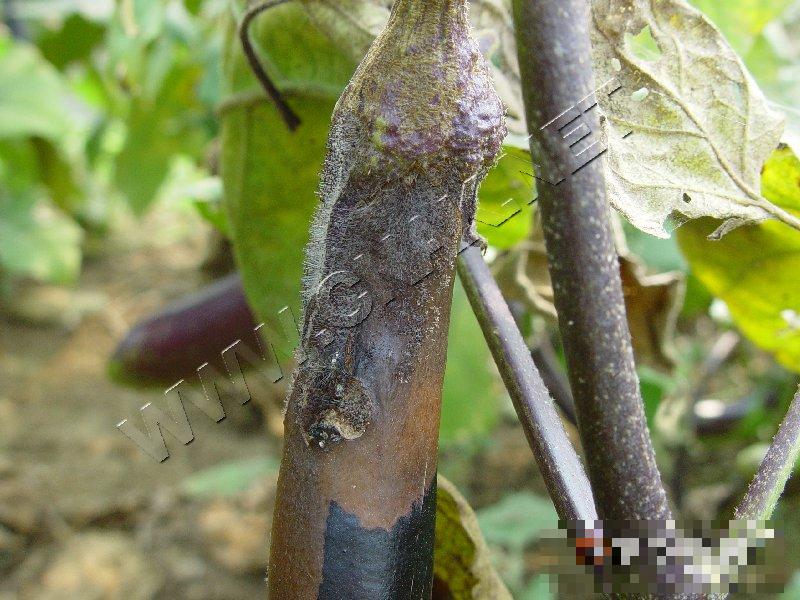 茄子黑根霉果腐病