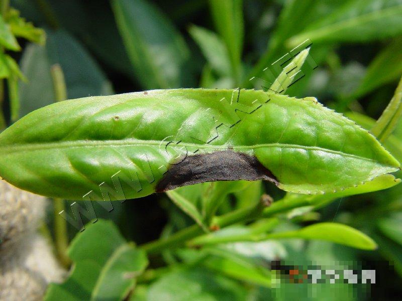 茶褐色叶斑病