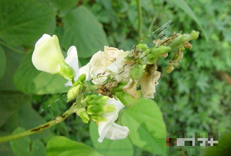 扁豆花腐病