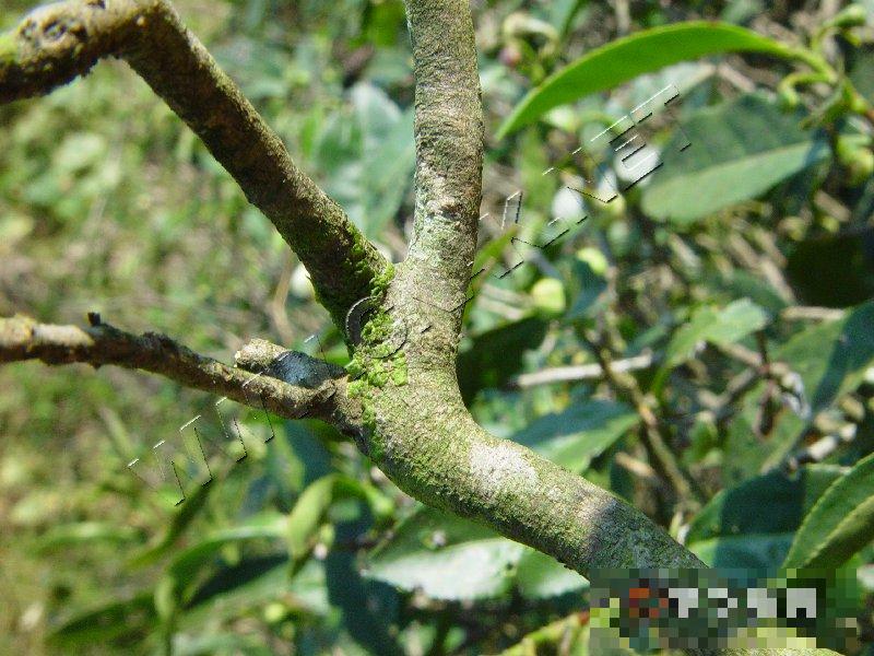 茶树苔藓、地衣
