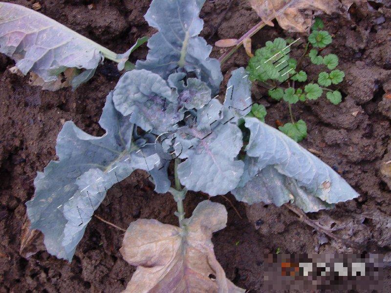 花椰菜软腐病