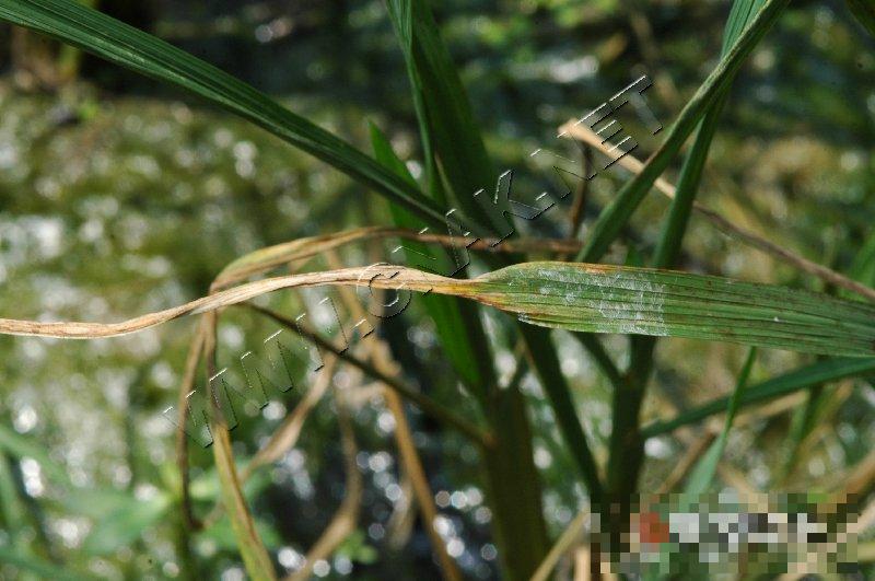 水稻干尖线虫病