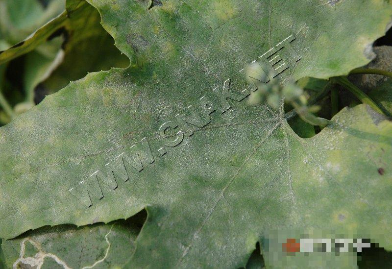 丝瓜白粉病