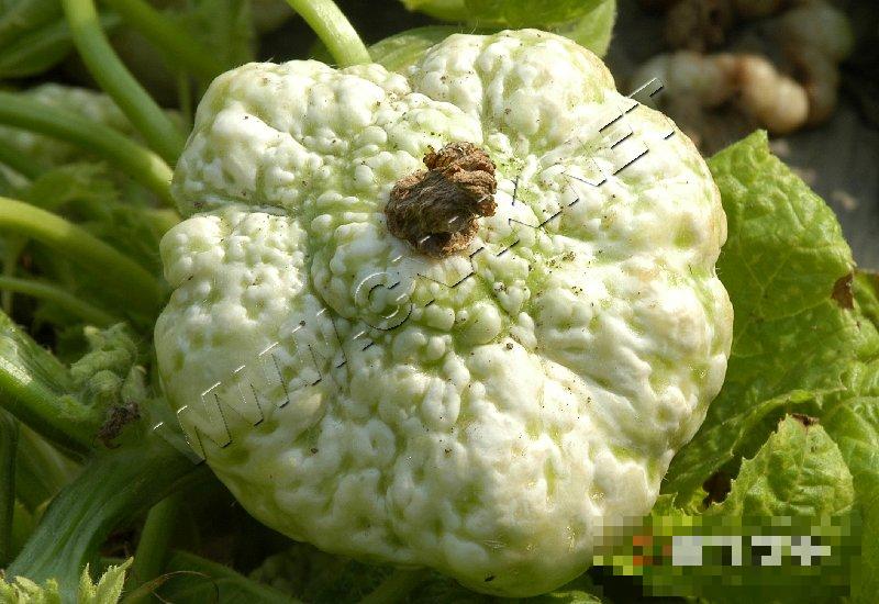 飞碟瓜病毒病