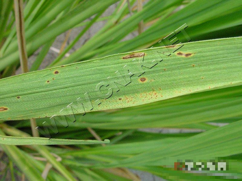 茭白胡麻斑病