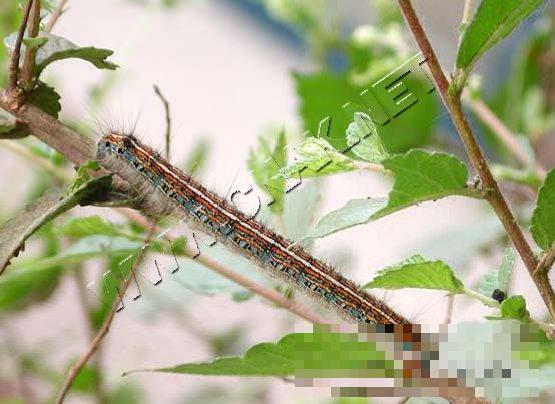 黄褐天幕毛虫