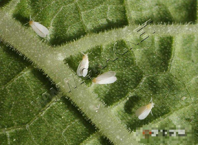 温室白粉虱