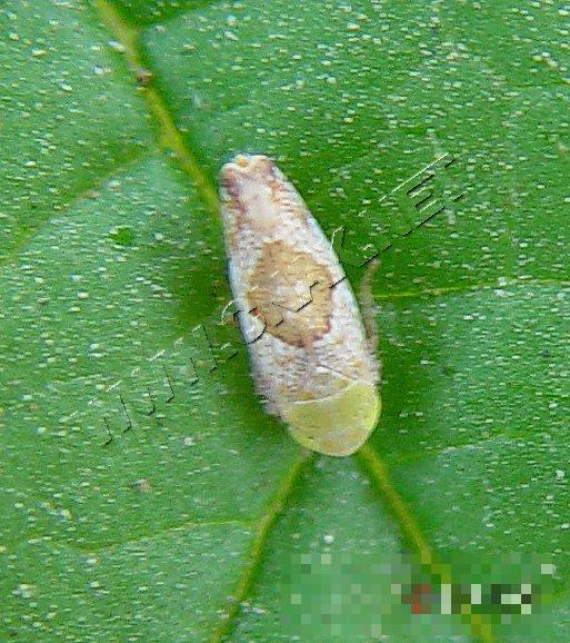 拟菱纹叶蝉