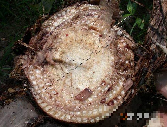 香蕉巴拿马枯萎病