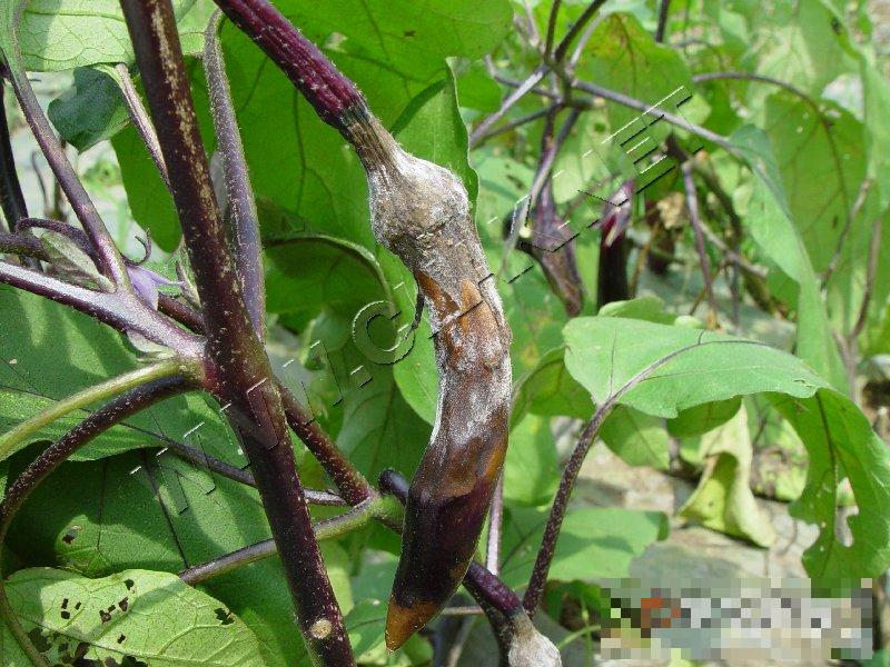 茄子黑根霉果腐病