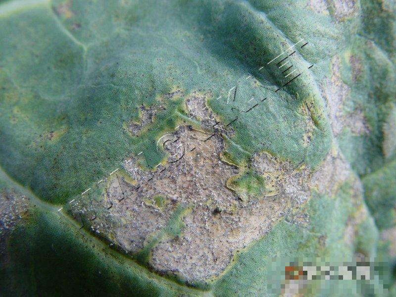 青花菜霜霉病