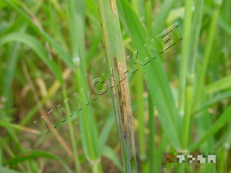 小麦秆枯病