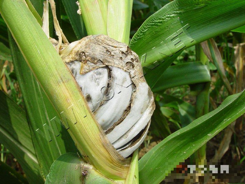 玉米黑粉病