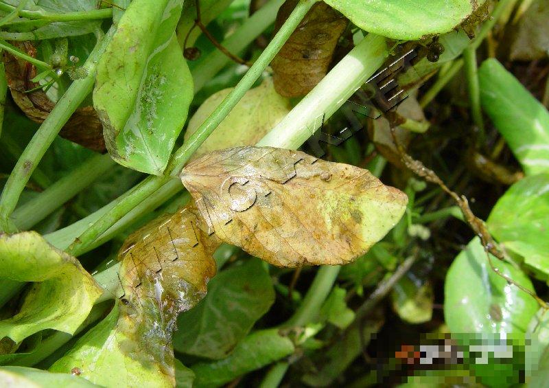豌豆细菌性叶斑病