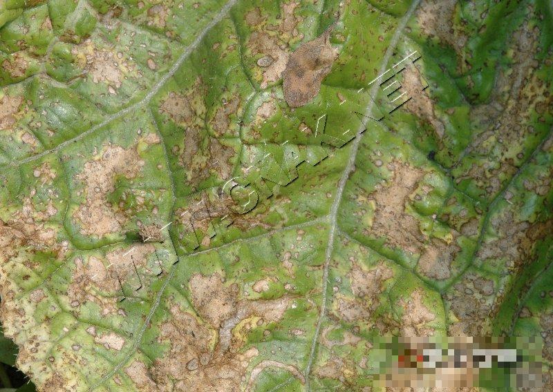 大白菜细菌性角斑病