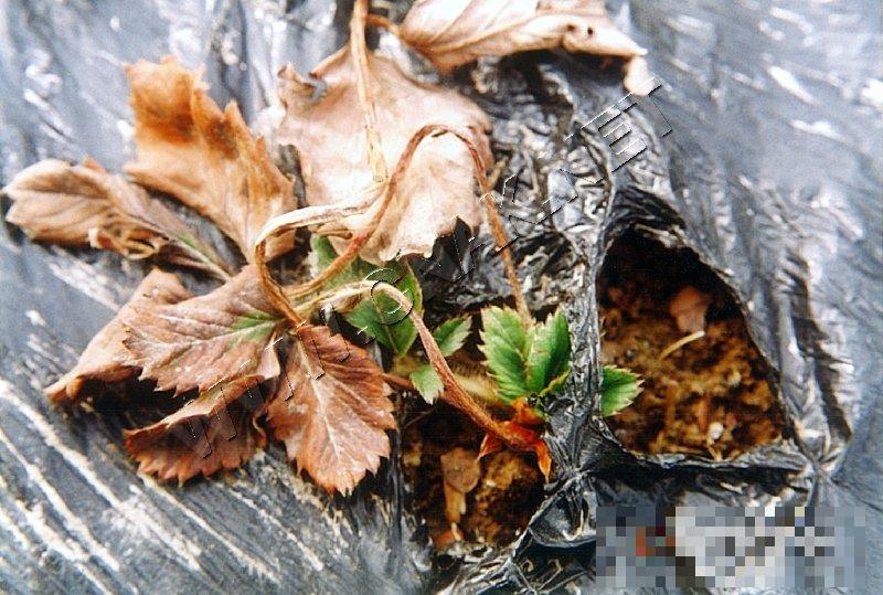 草莓枯萎病