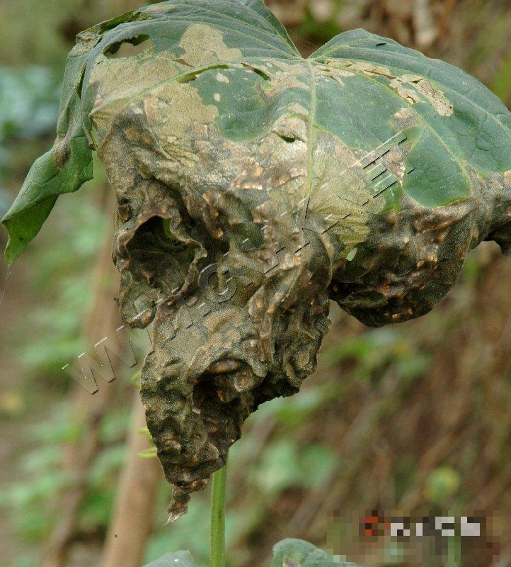 丝瓜细菌性角斑病