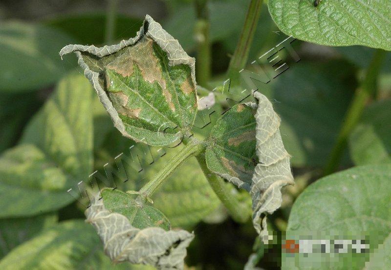 菜豆枯萎病