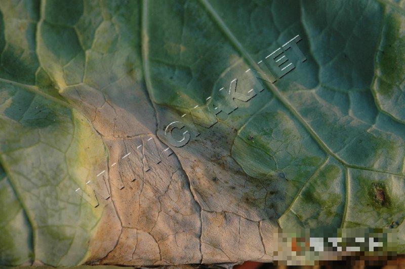花椰菜黑腐病